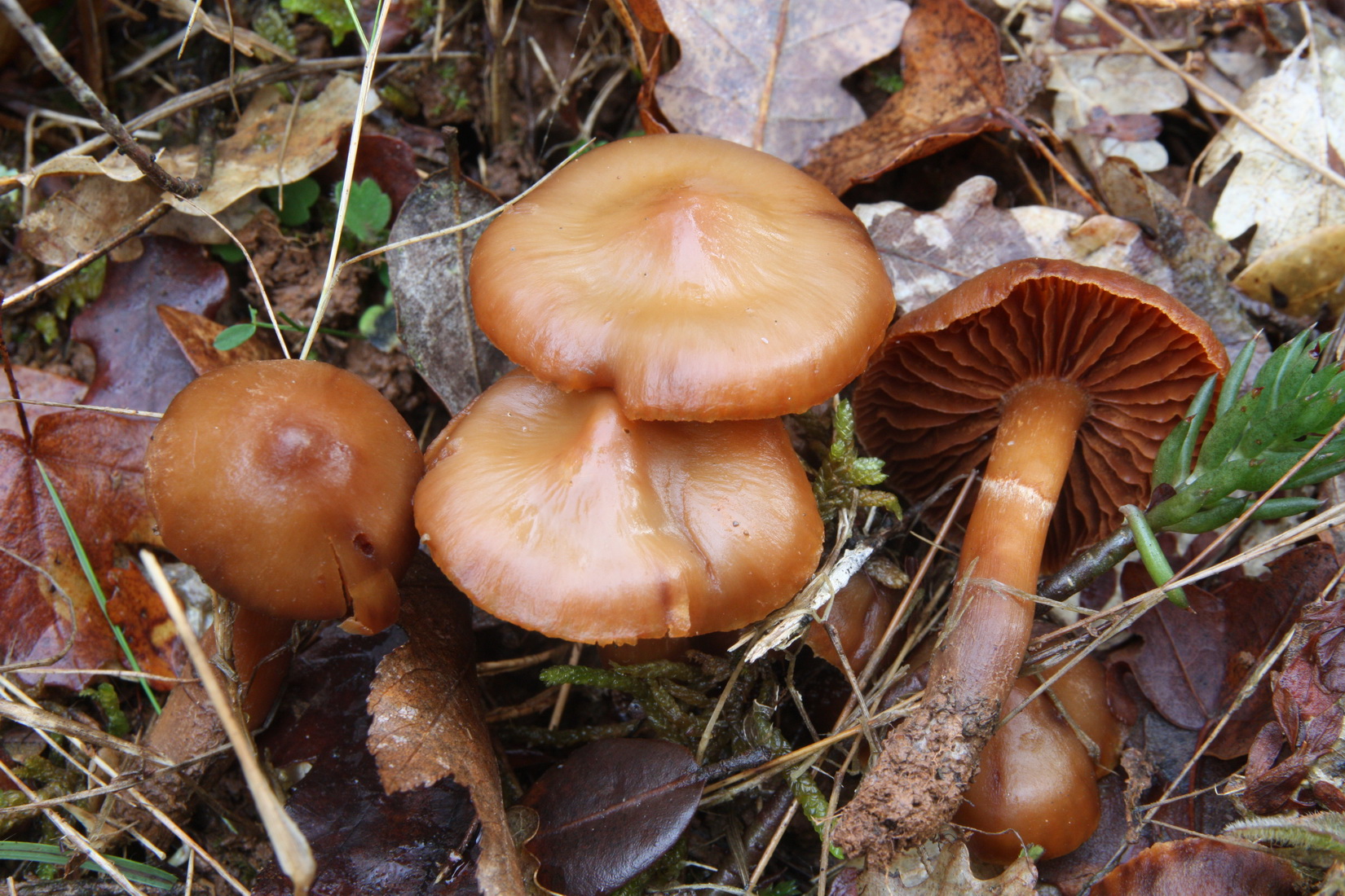 Cortinarius hinnuleus