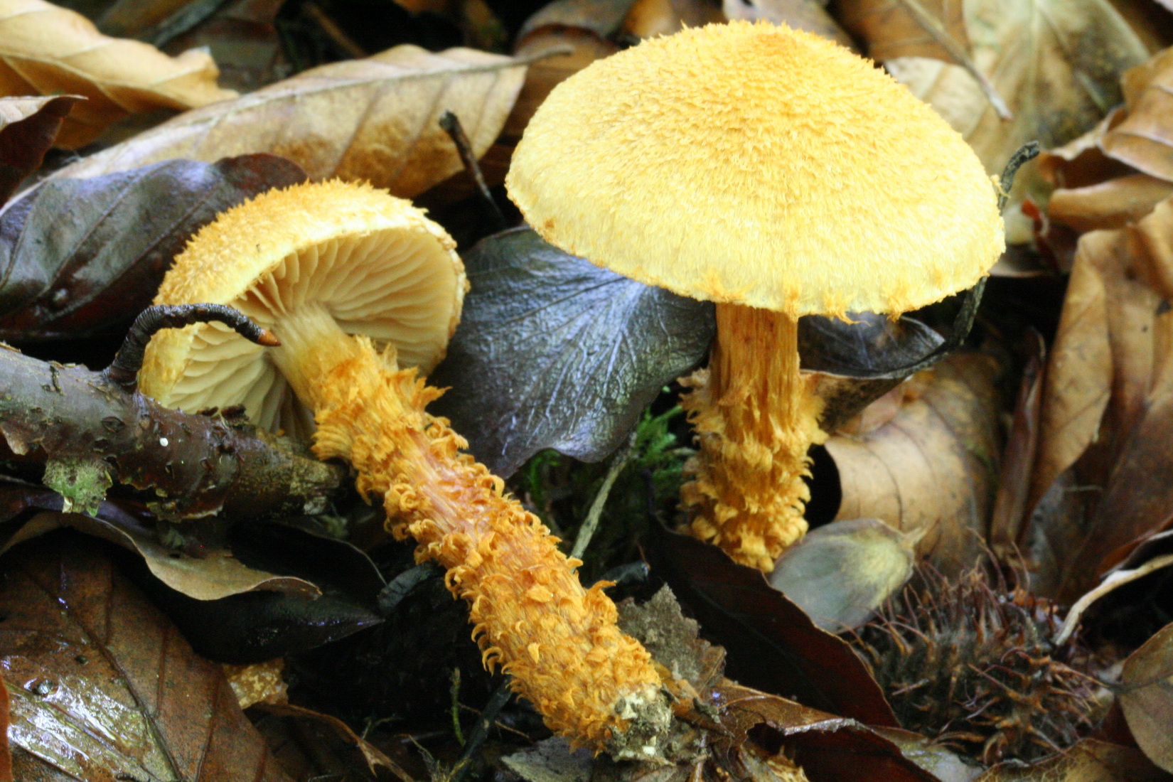 Cortinarius humicola