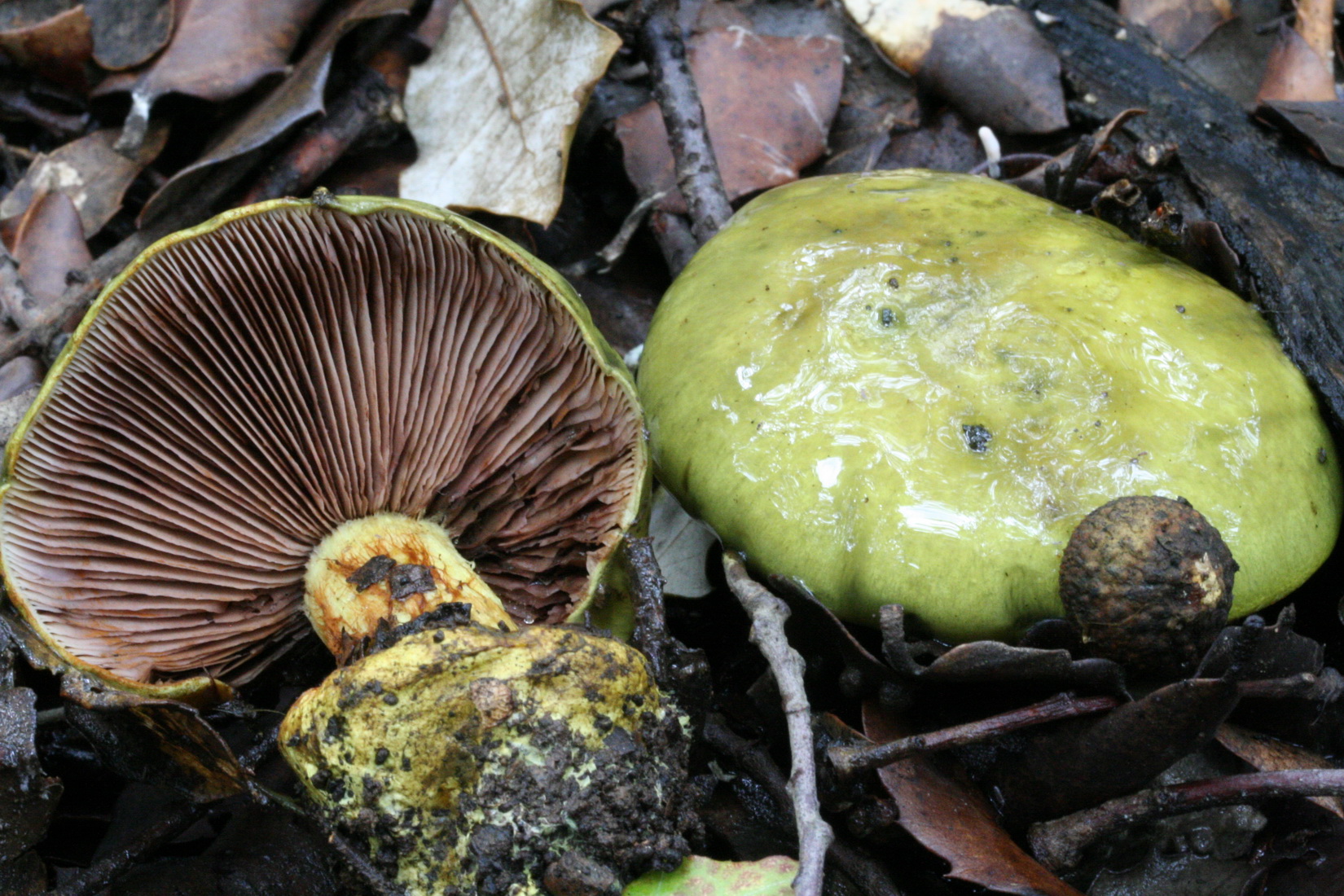 Cortinarius ionochlorus