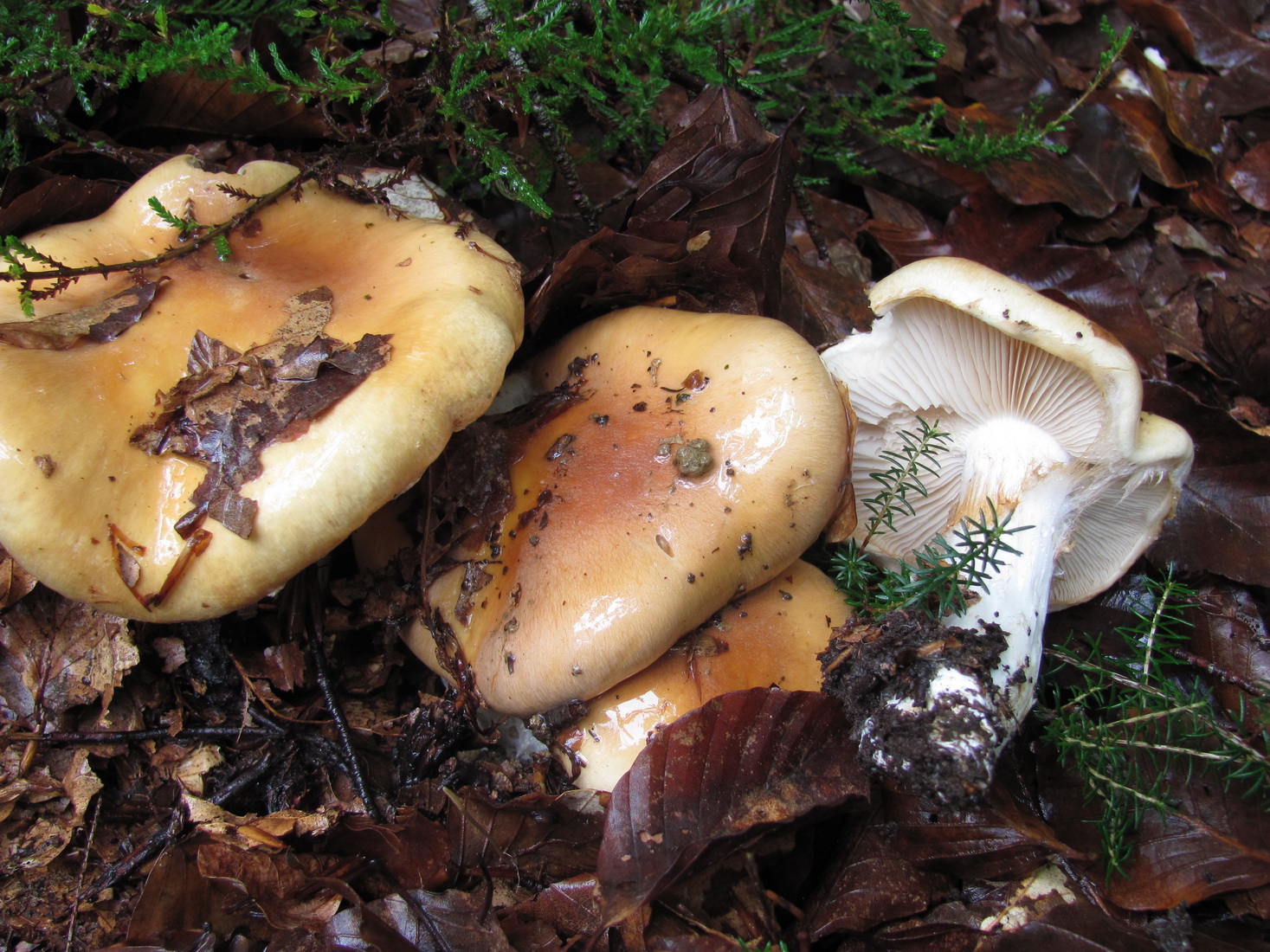 Cortinarius turmalis