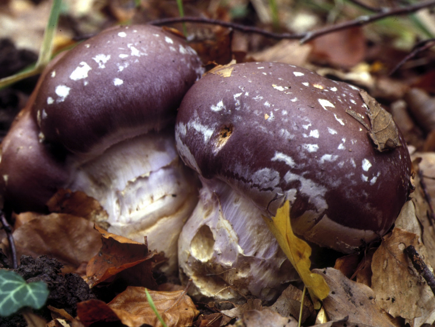 Cortinarius praestans