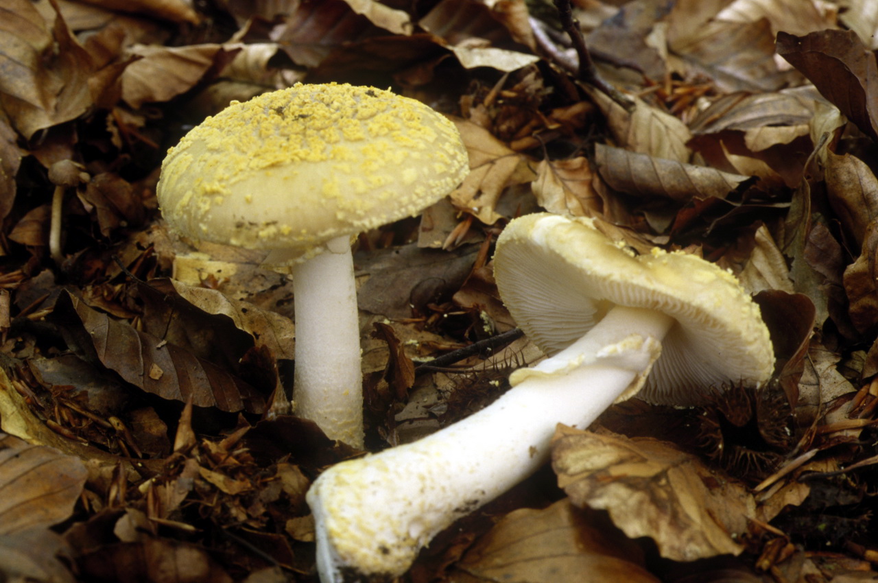 Amanita franchetii