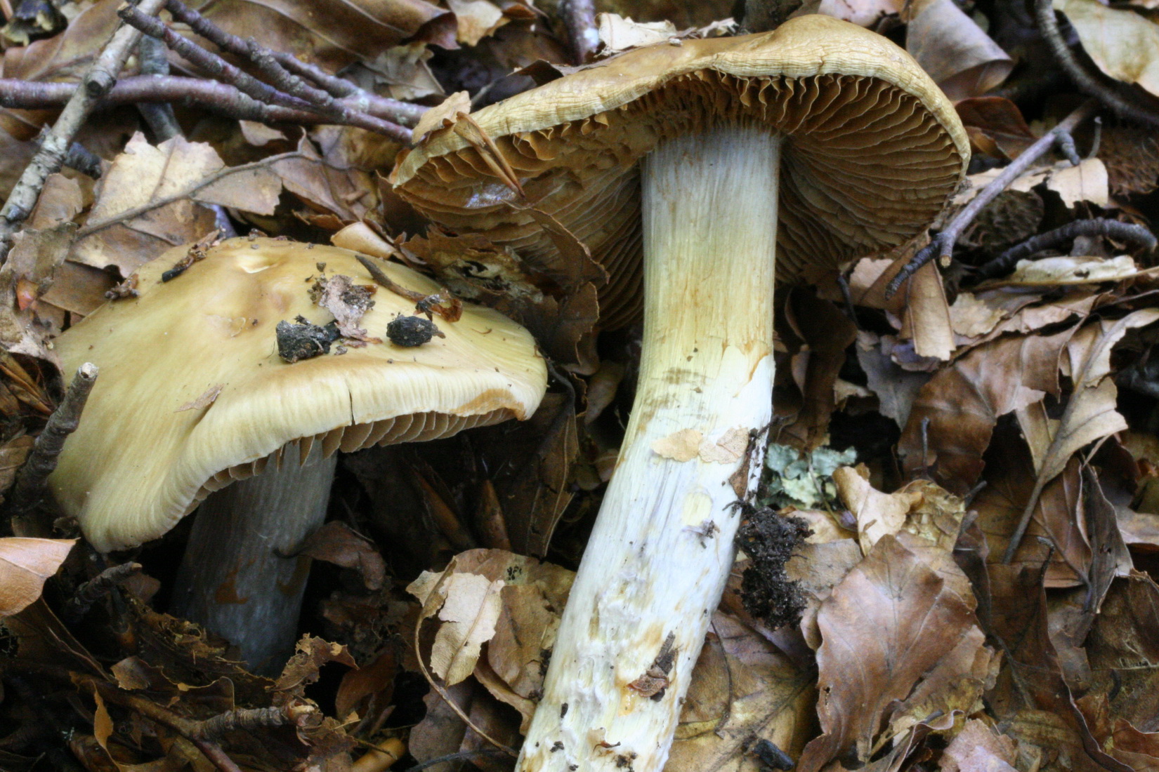 Cortinarius subelatior