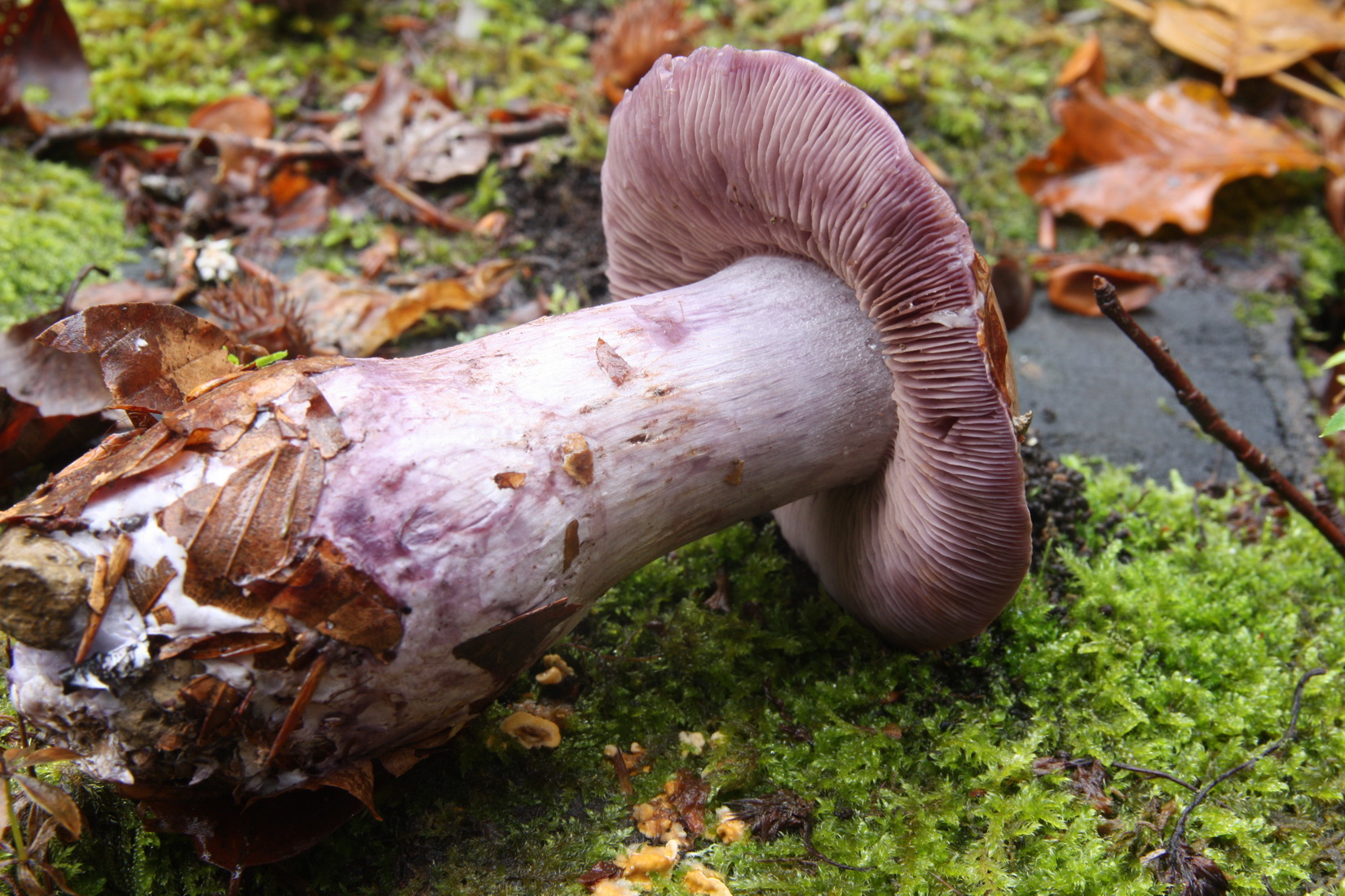 Cortinarius purpurascens