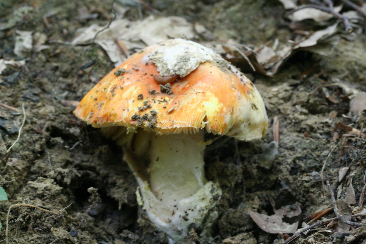 Amanita caesarea