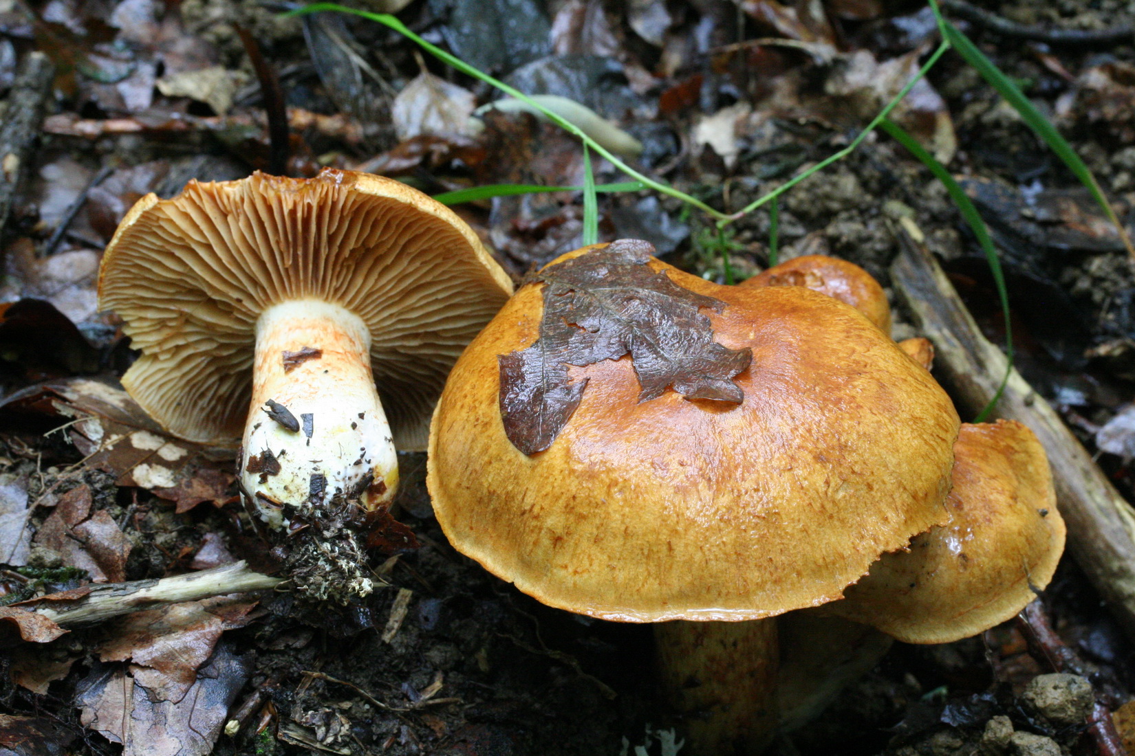 Cortinarius rubicundulus