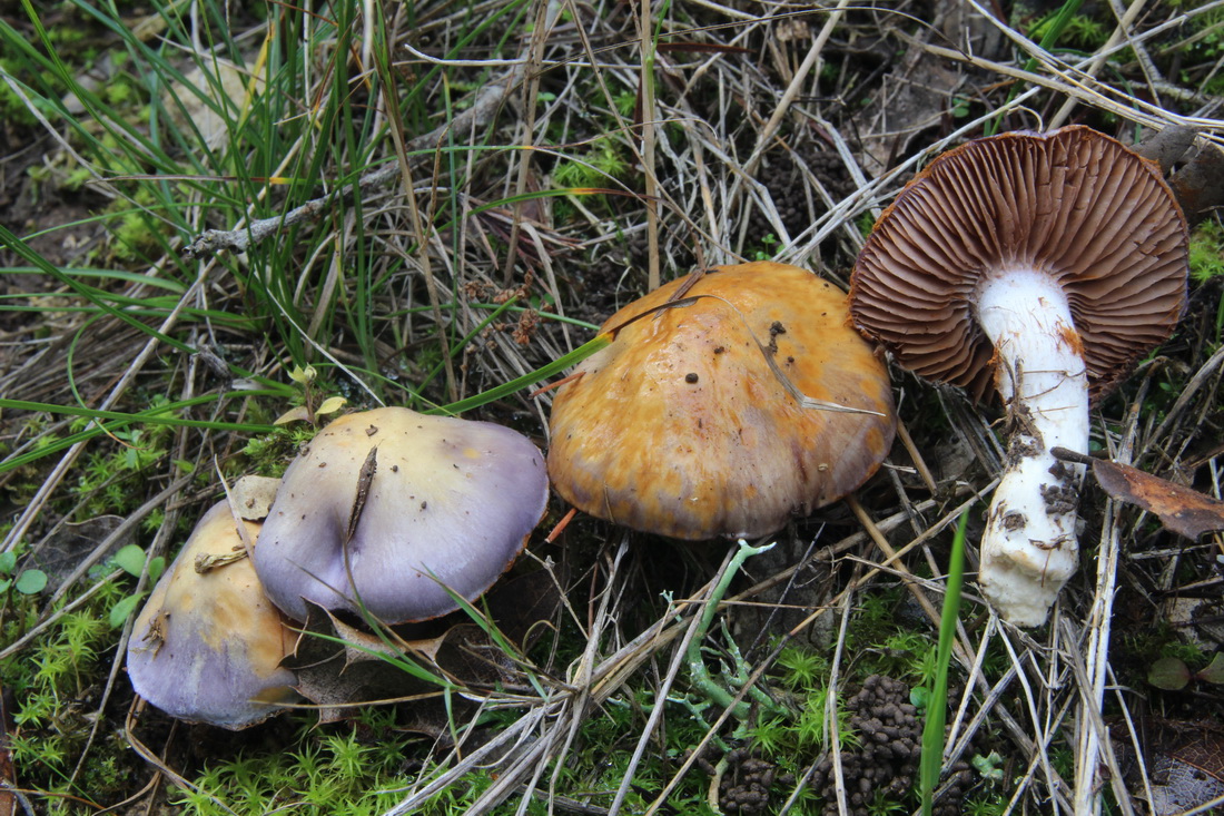 Cortinarius salor