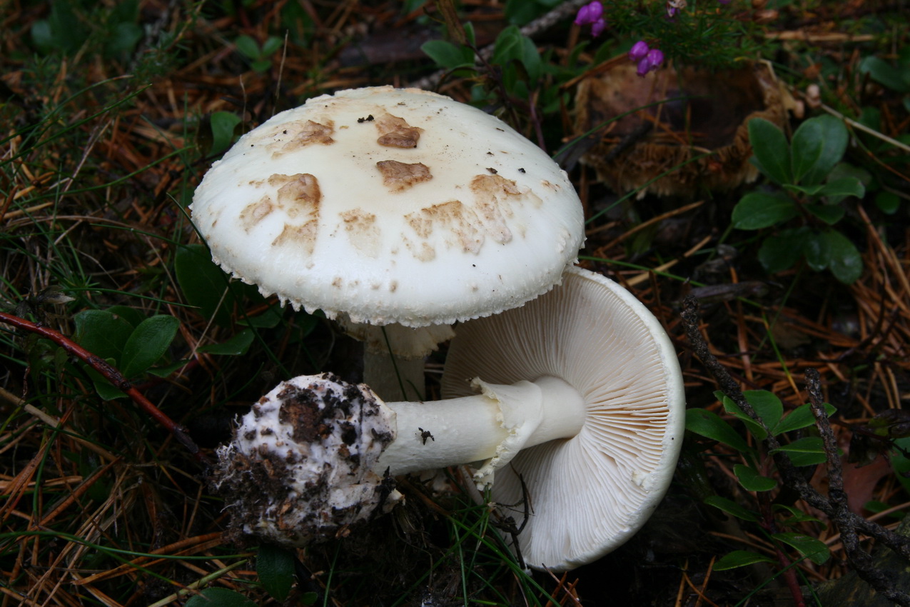 Amanita citrina