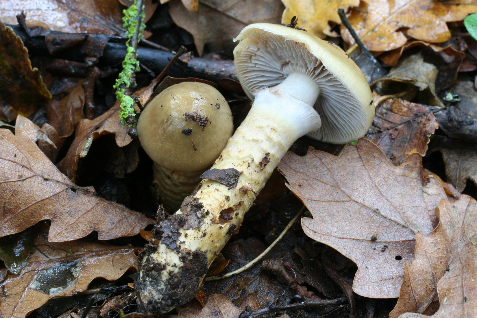 Cortinarius trivialis