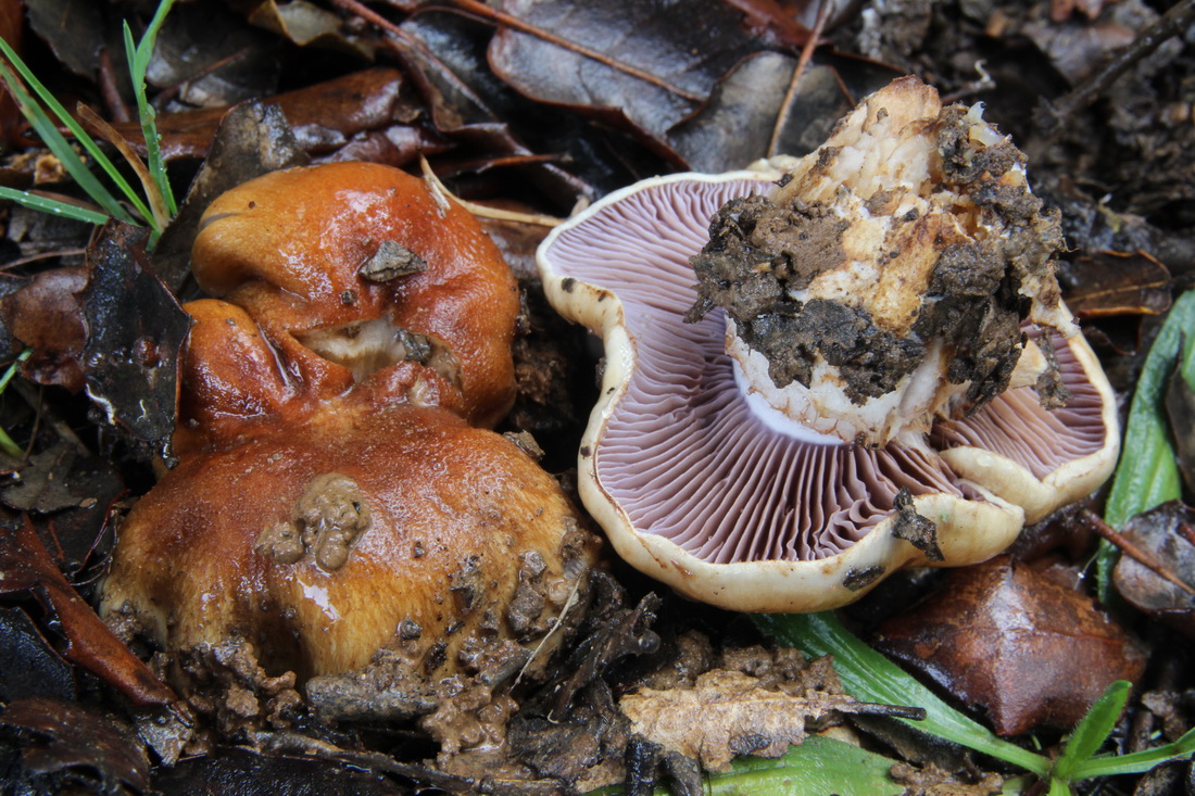 Cortinarius varius