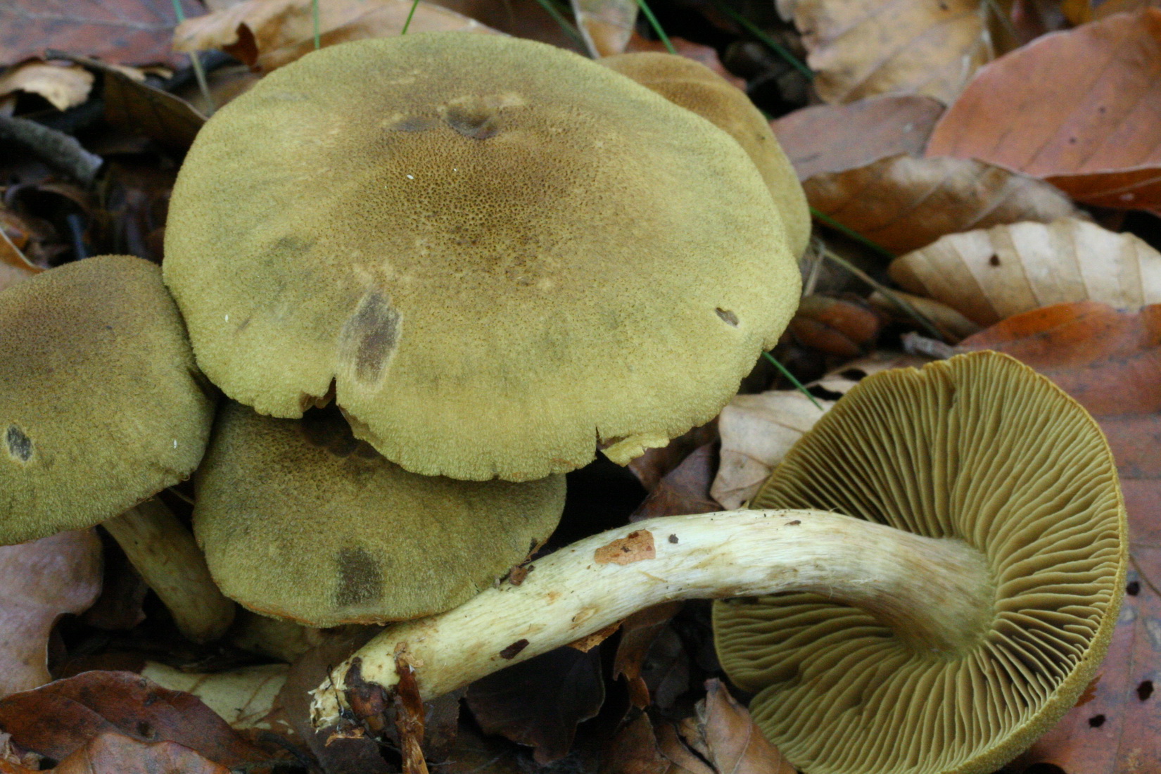 Cortinarius venetus