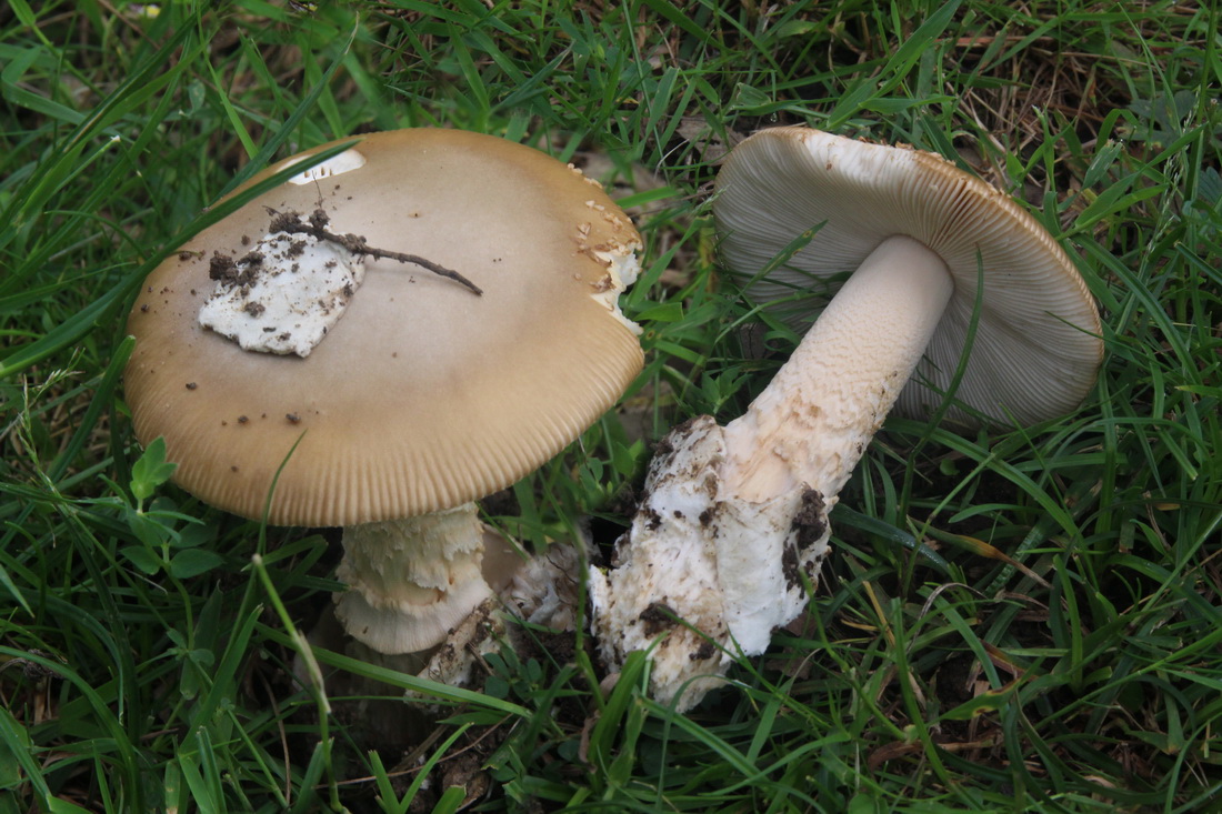 Amanita crocea