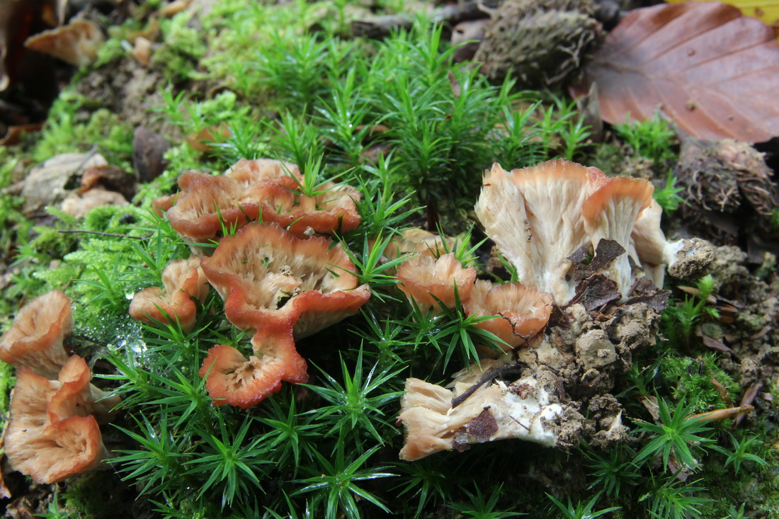 Cotylidia pannosa