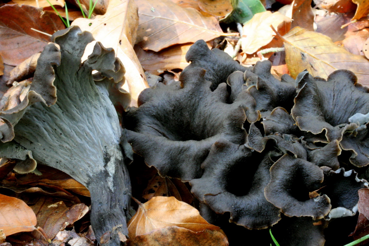 Craterellus cornucopioides