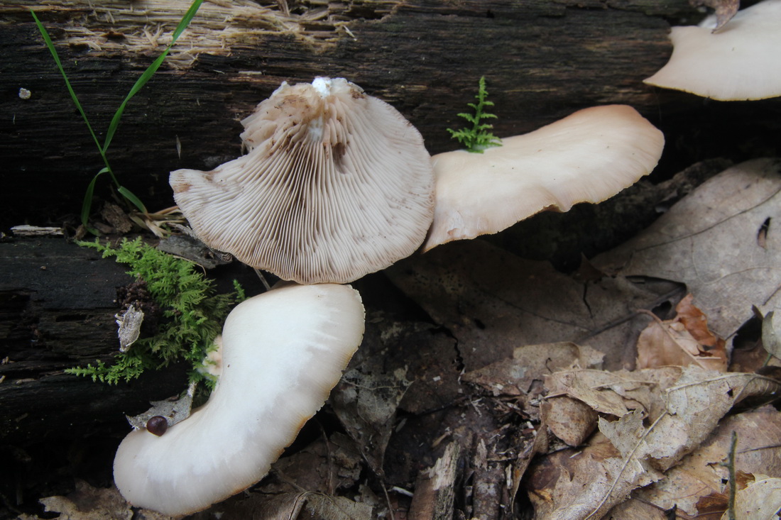 Crepidotus applanatus