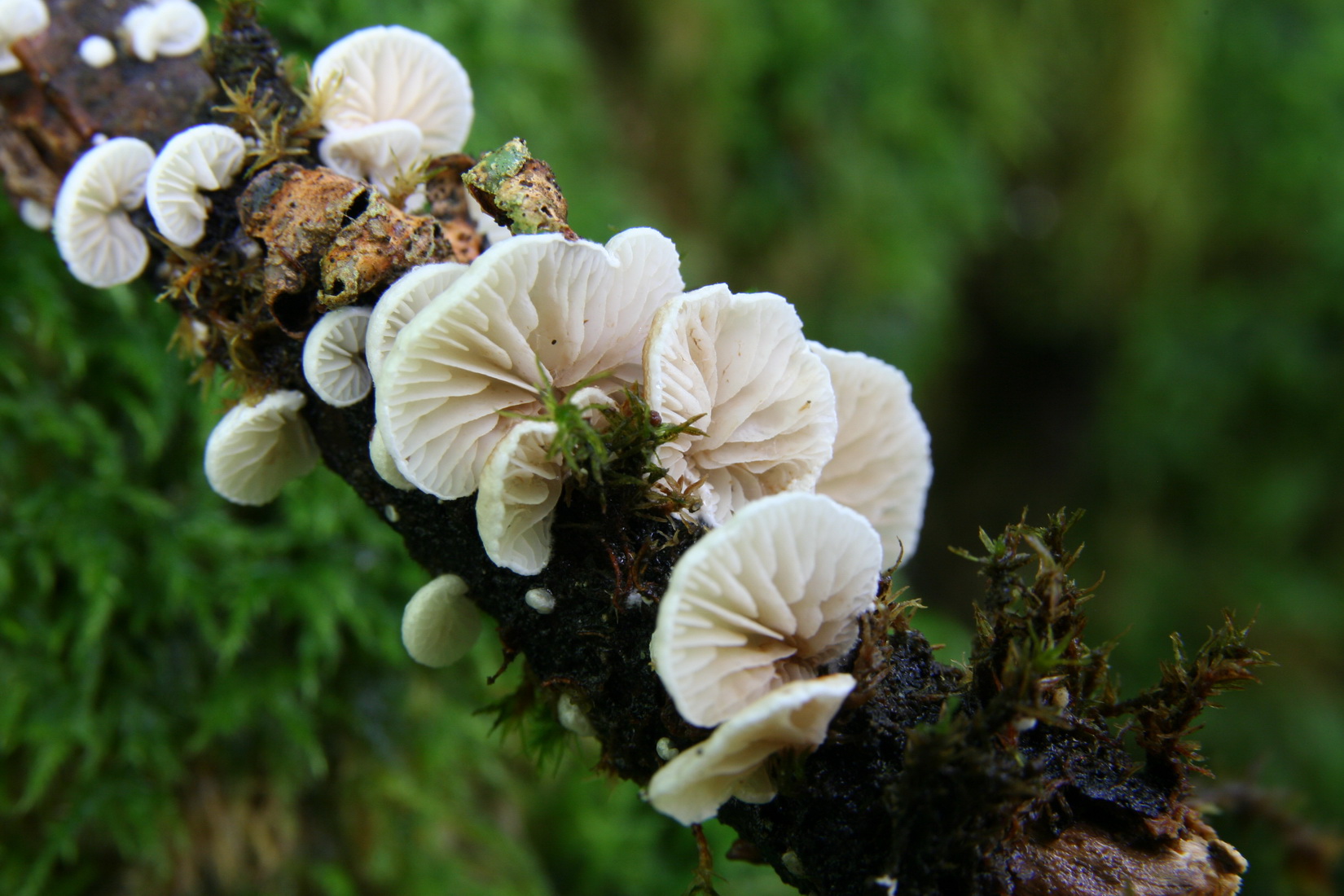 Crepidotus cesatii