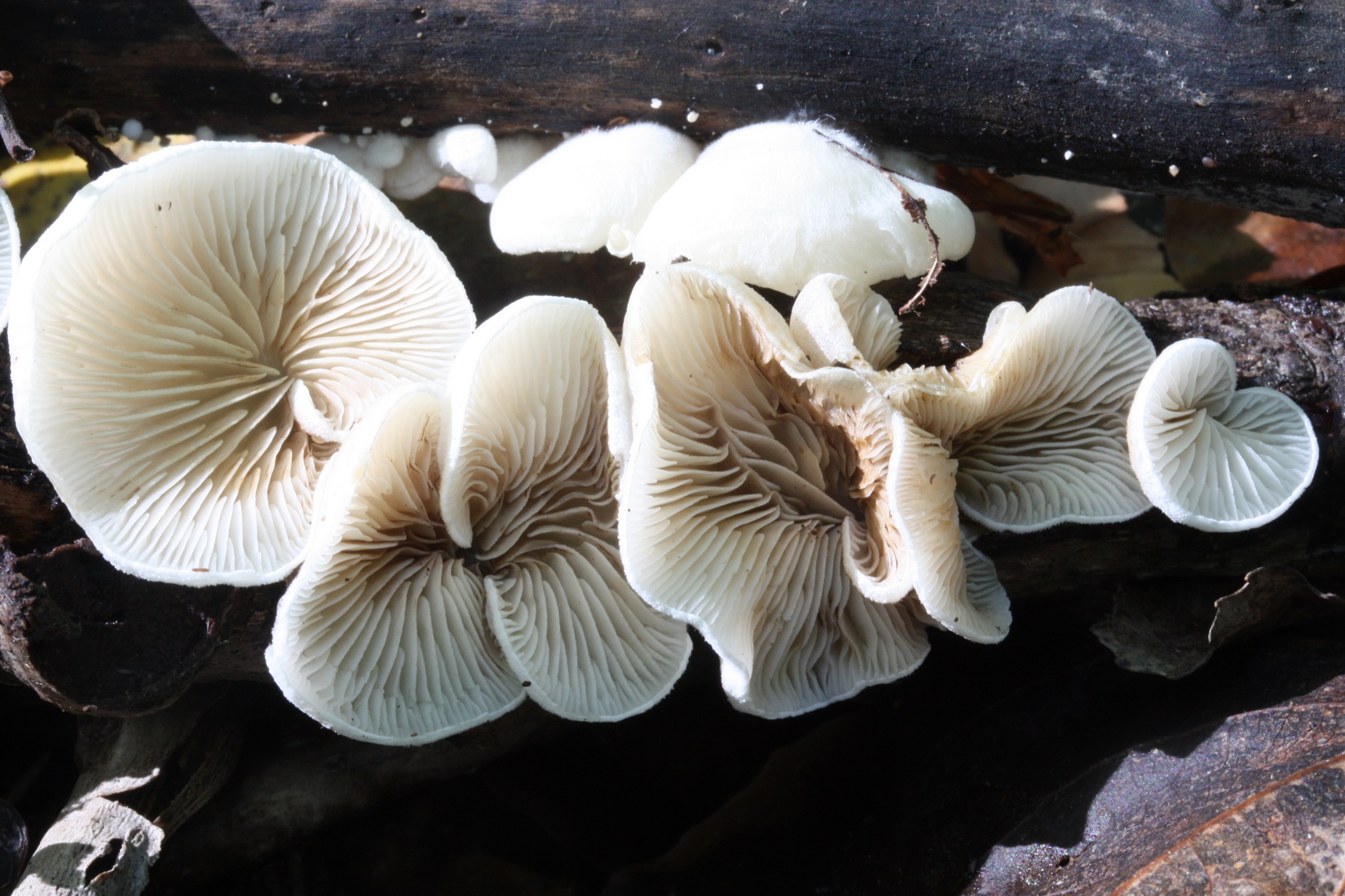 Crepidotus autochthonus