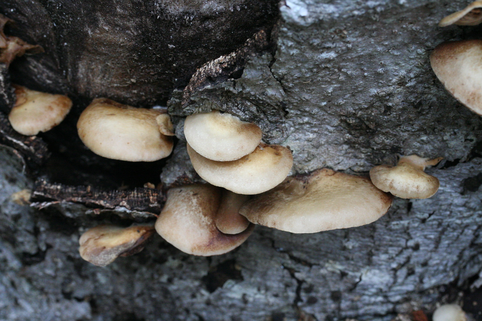 Crepidotus mollis
