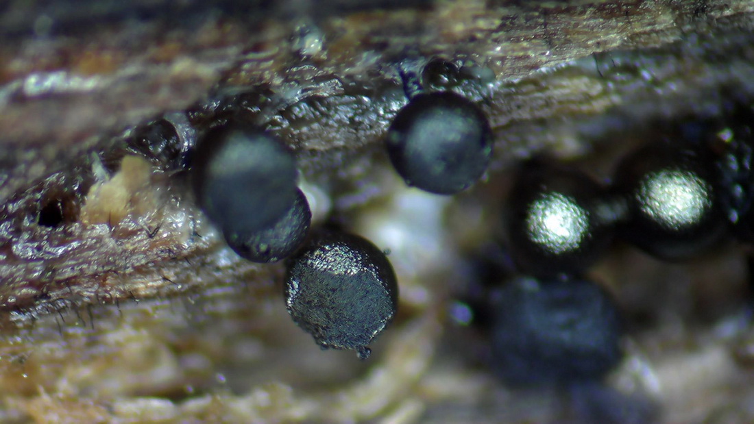 Cribraria argillacea
