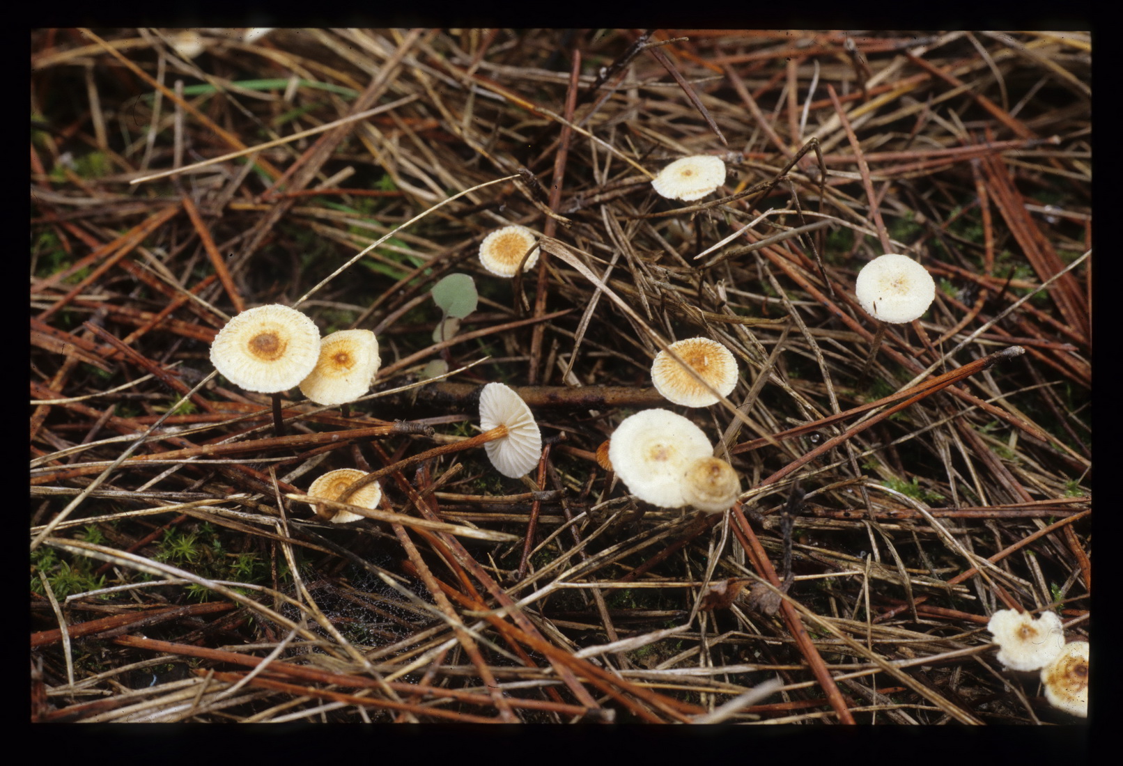 Crinipellis scabella