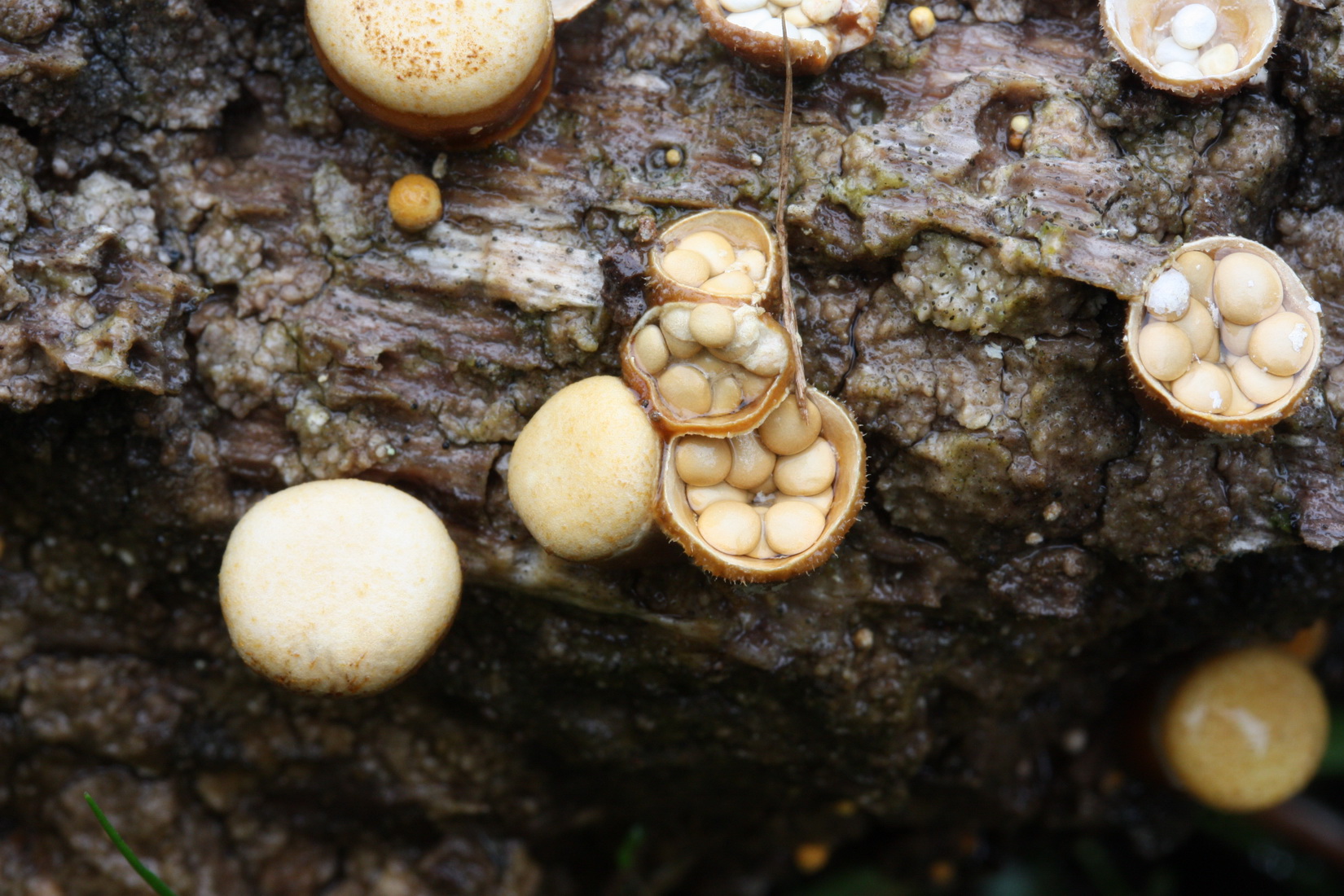 Crucibulum laeve
