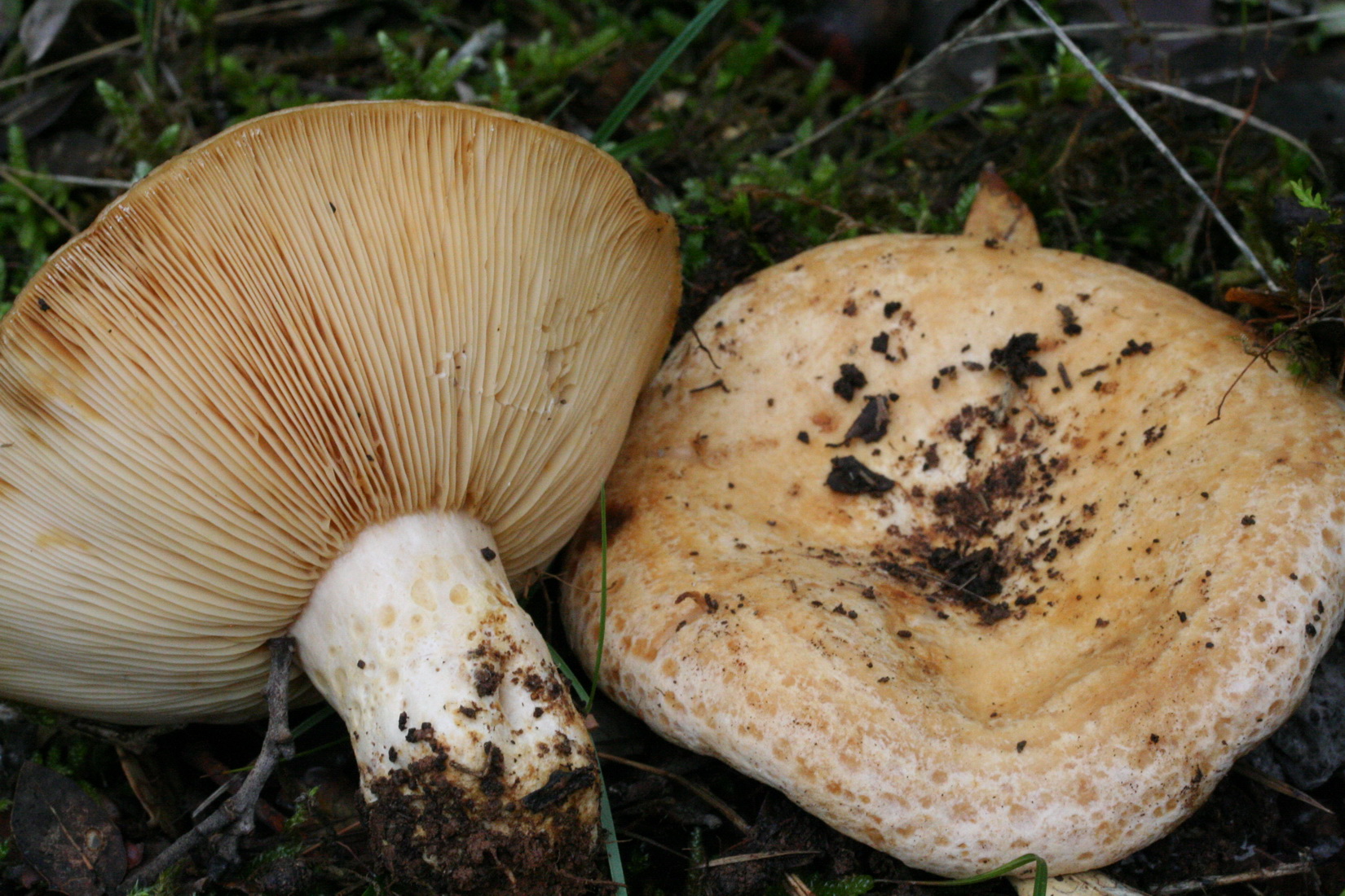 Lactarius mediterraneensis