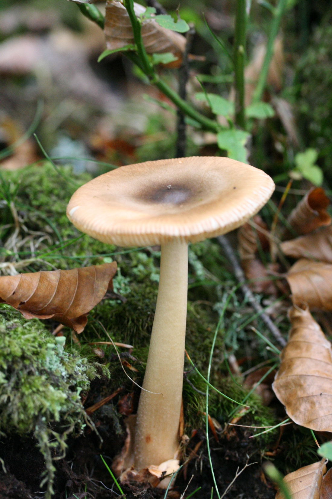Amanita fulva