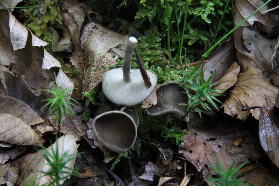 Helvella macropus