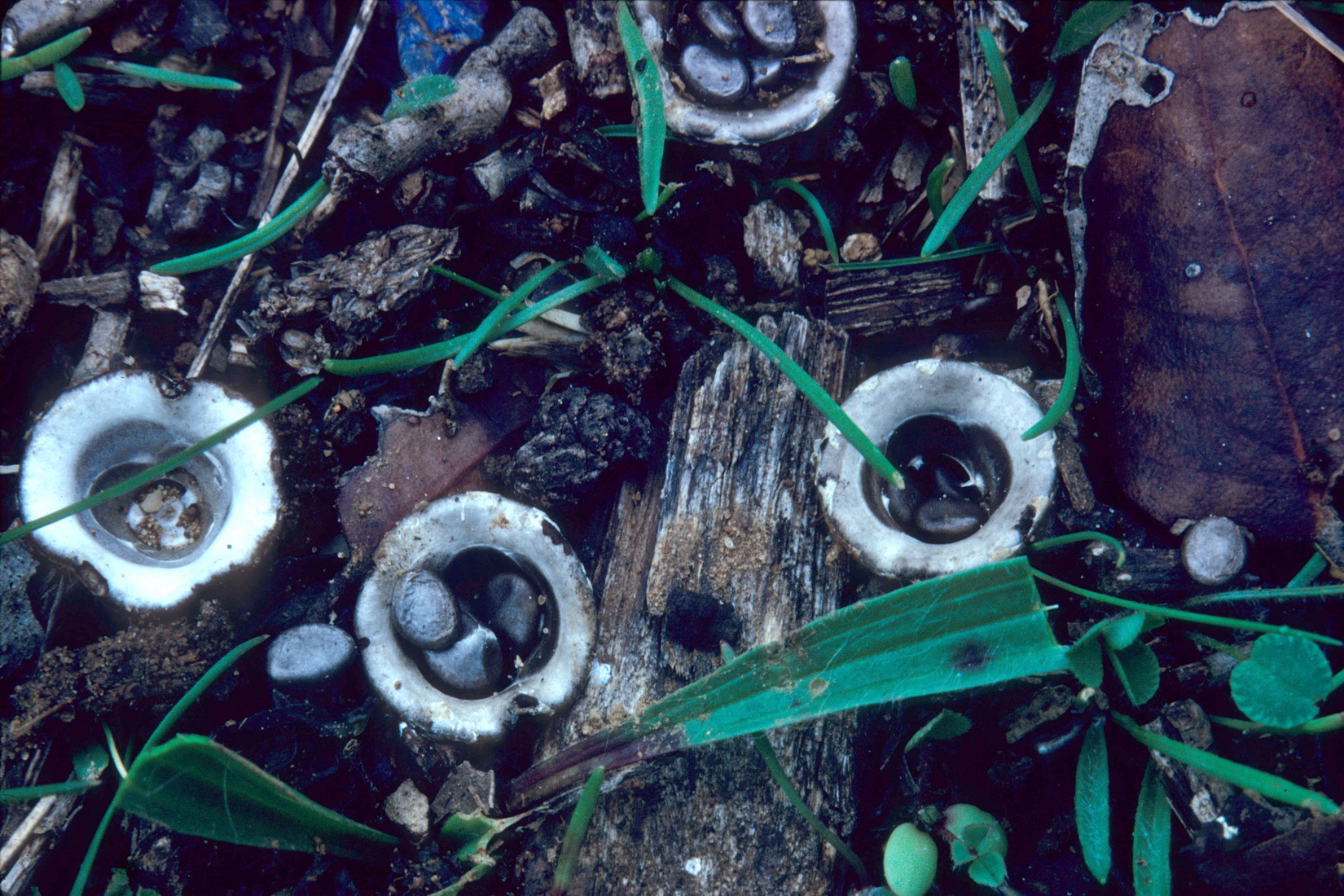 Cyathus olla