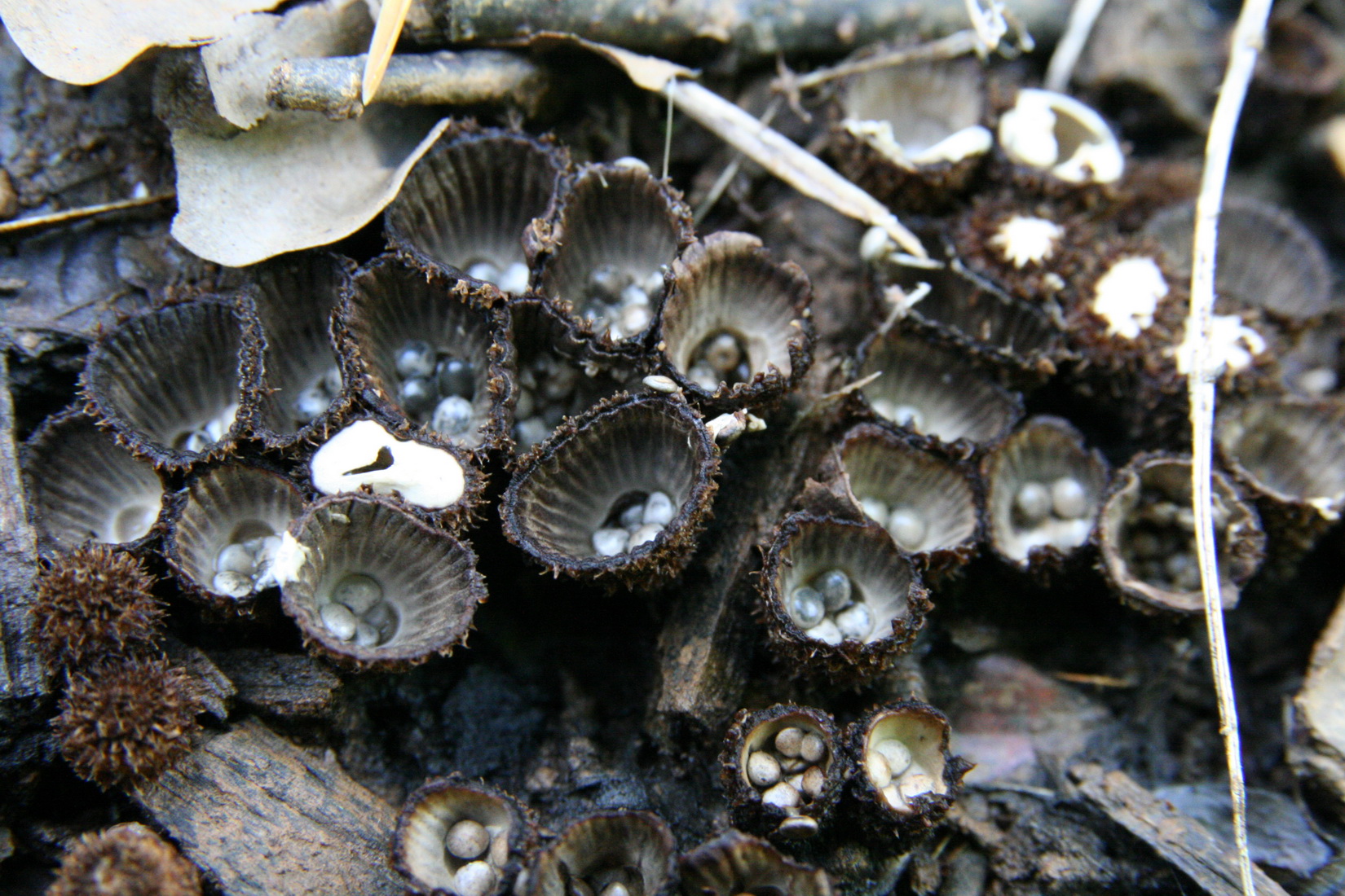 Cyathus striatus
