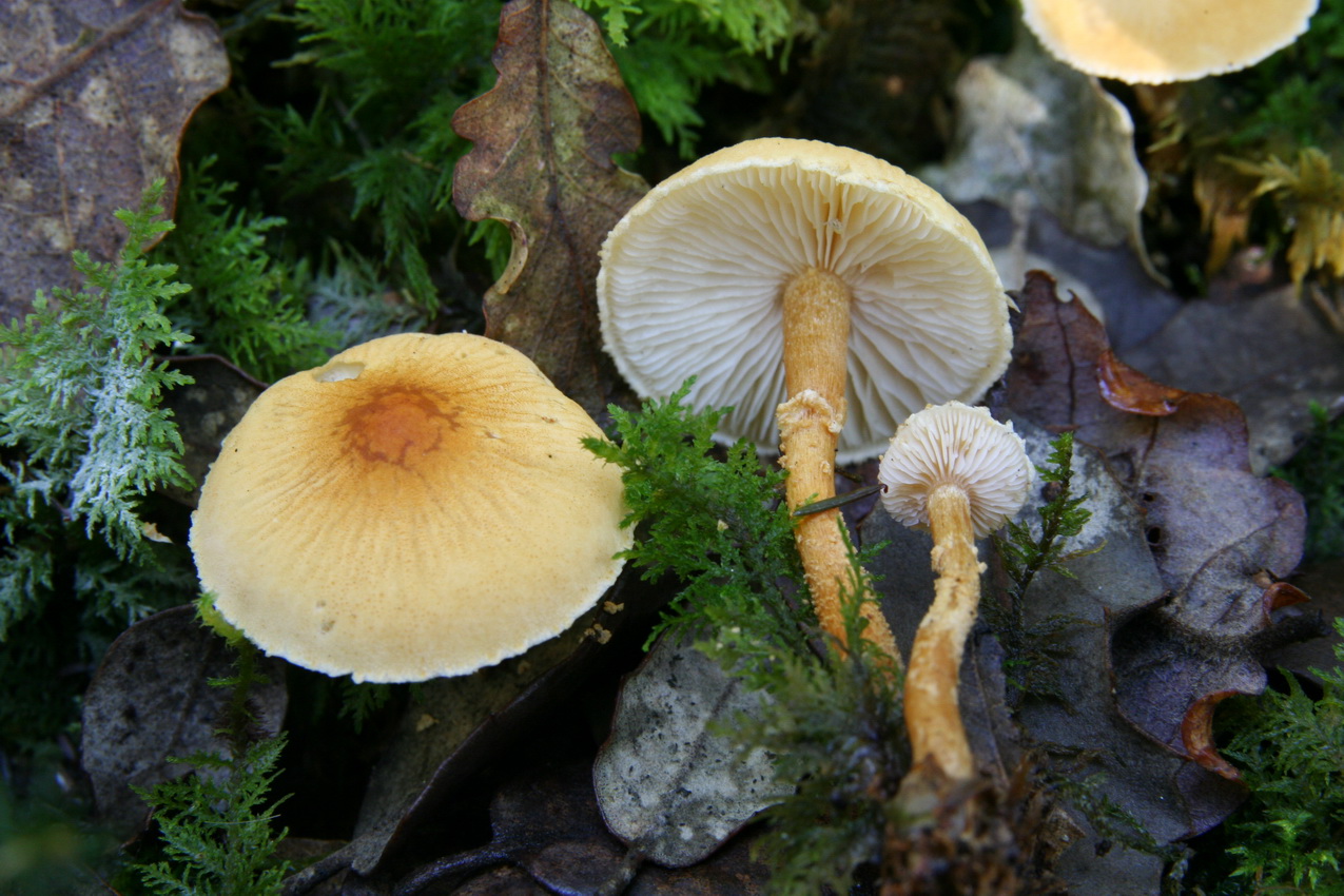 Cystoderma amianthinum