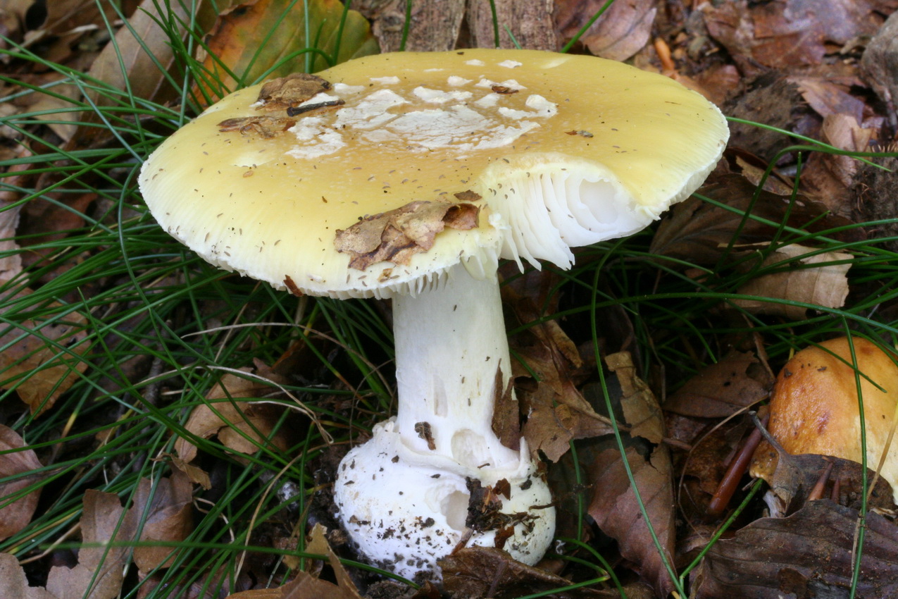 Amanita gemmata