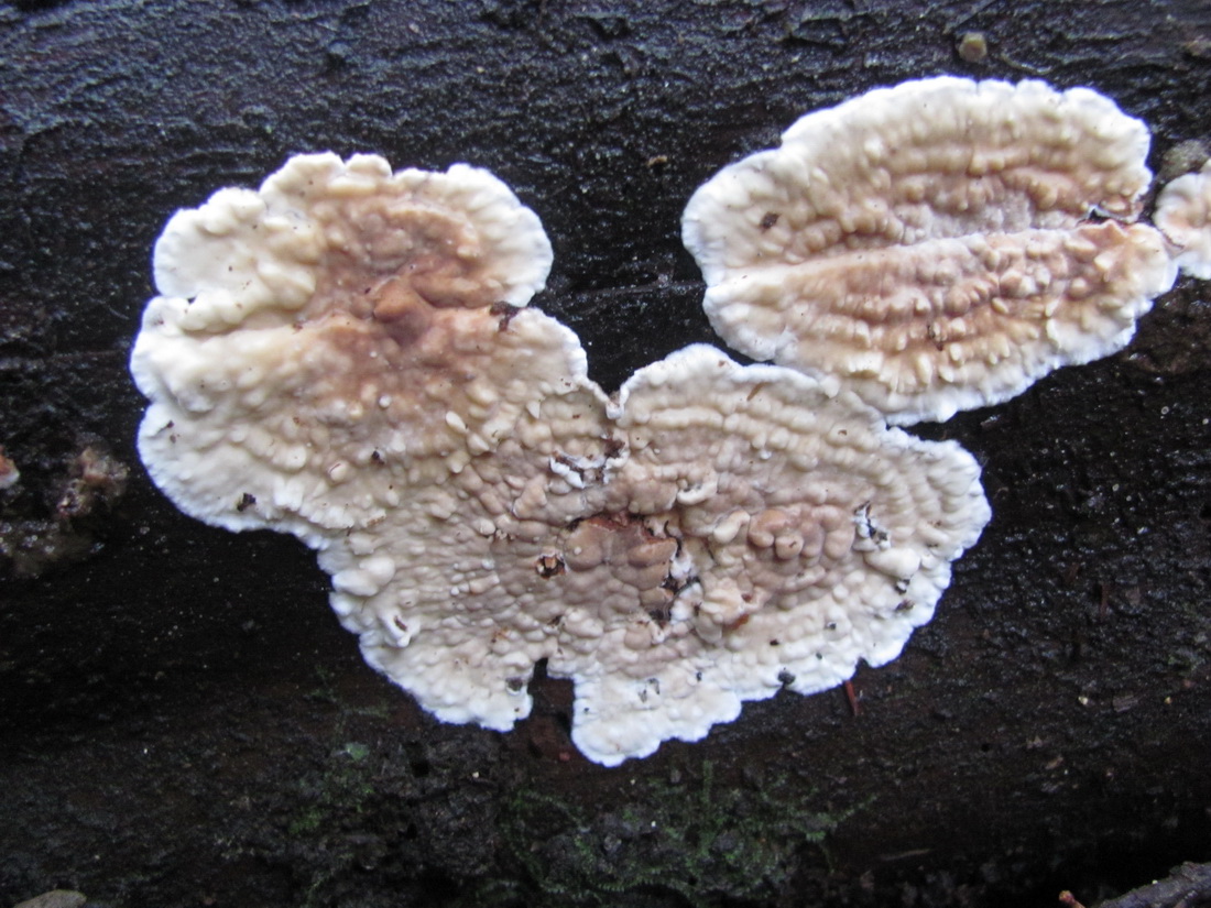 Dacryobolus karstenii