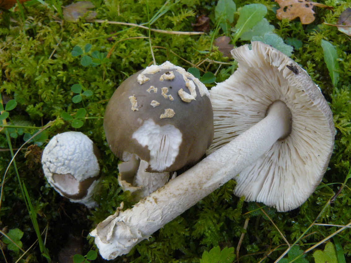 Amanita ceciliae