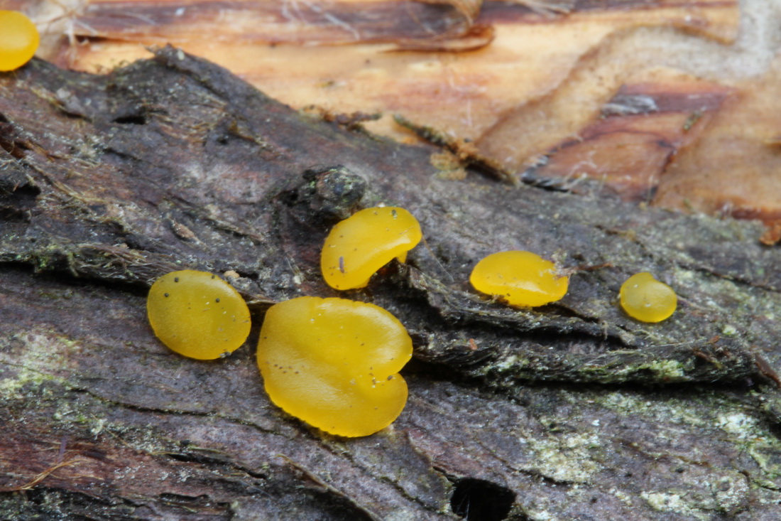 Dacrymyces stillatus