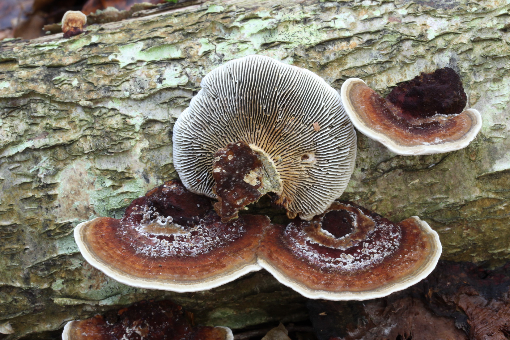 Daedaleopsis confragosa