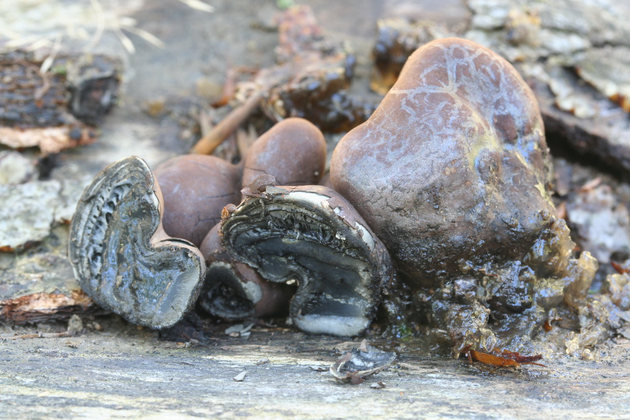 Daldinia concentrica