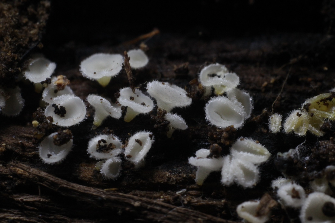 Dasyscyphella nivea