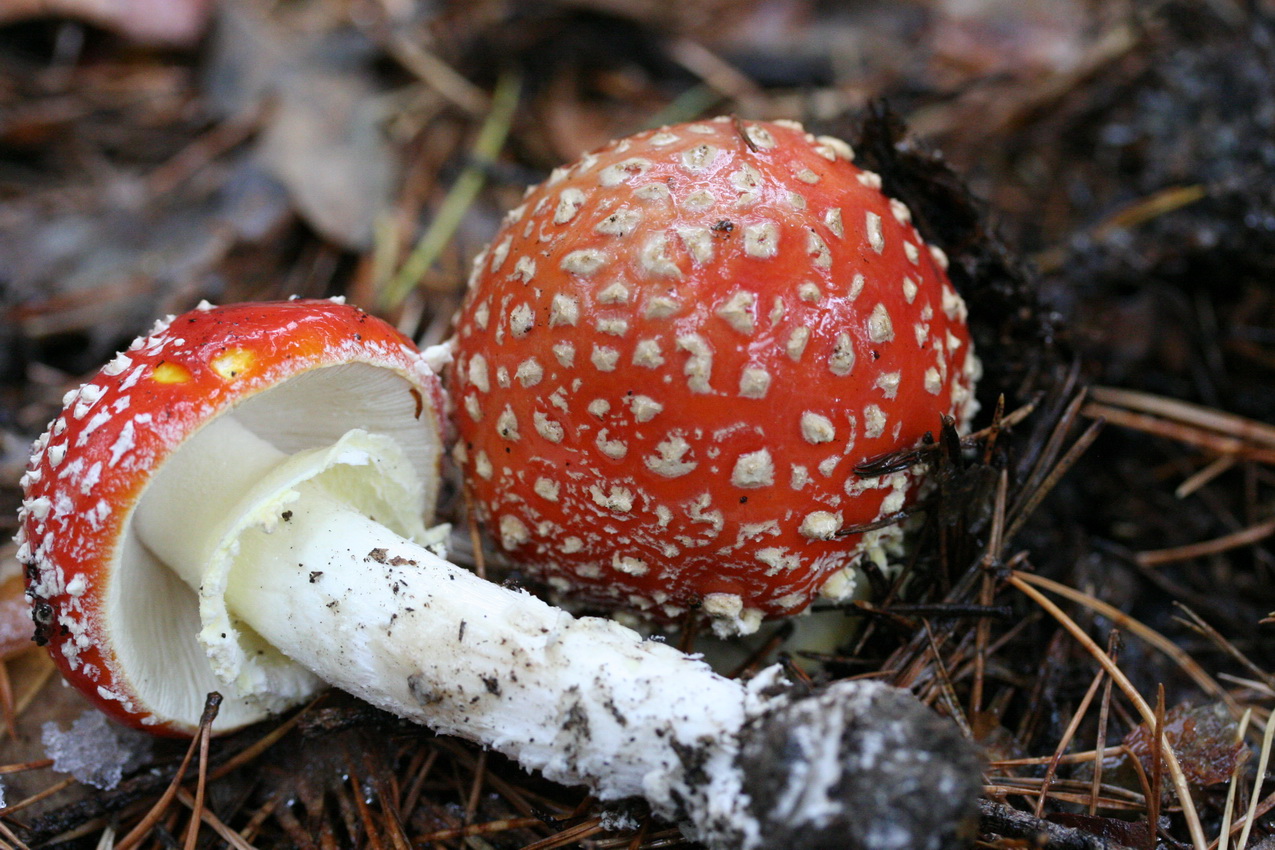 Amanita muscaria