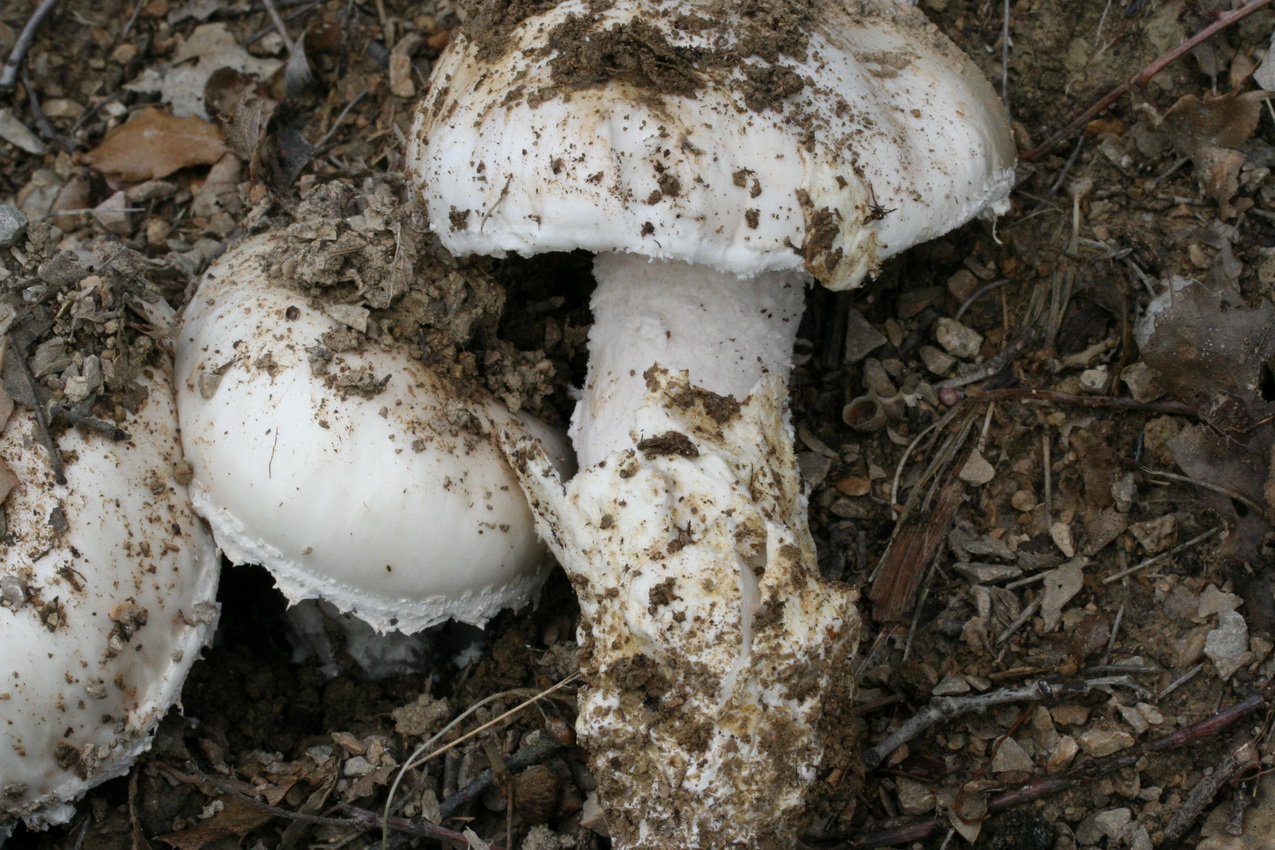 Amanita ovoidea
