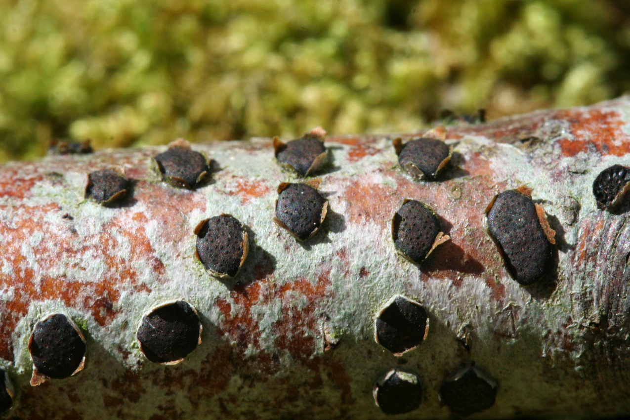Diatrype disciformis