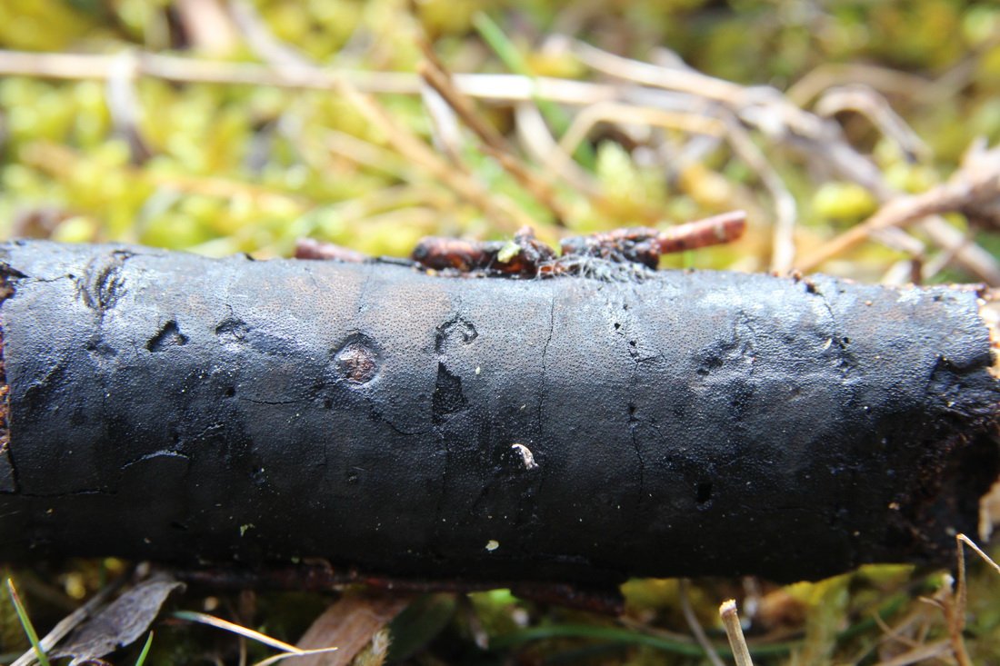 Diatrype stigma
