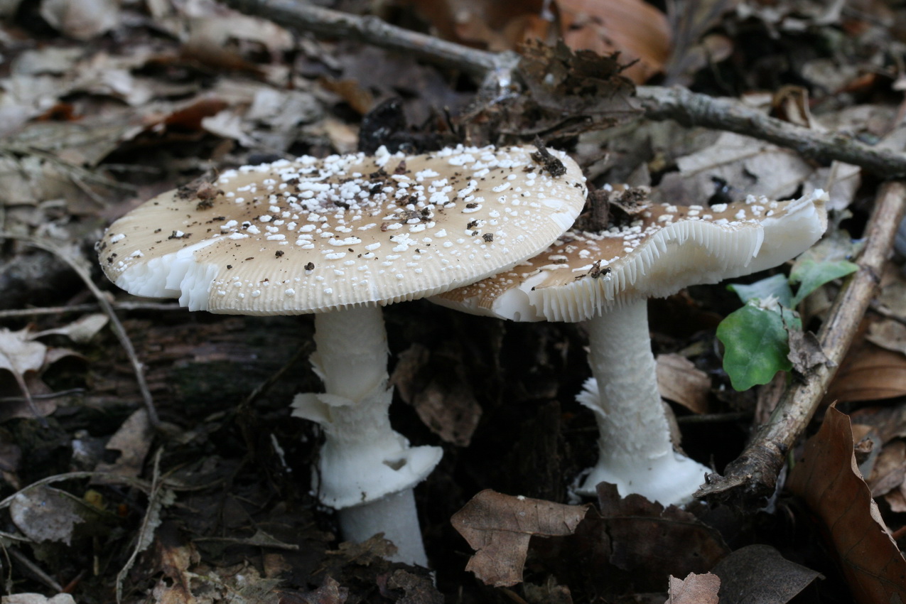 Amanita pantherina