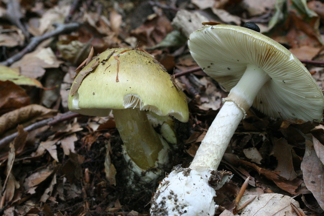 Amanita phalloides