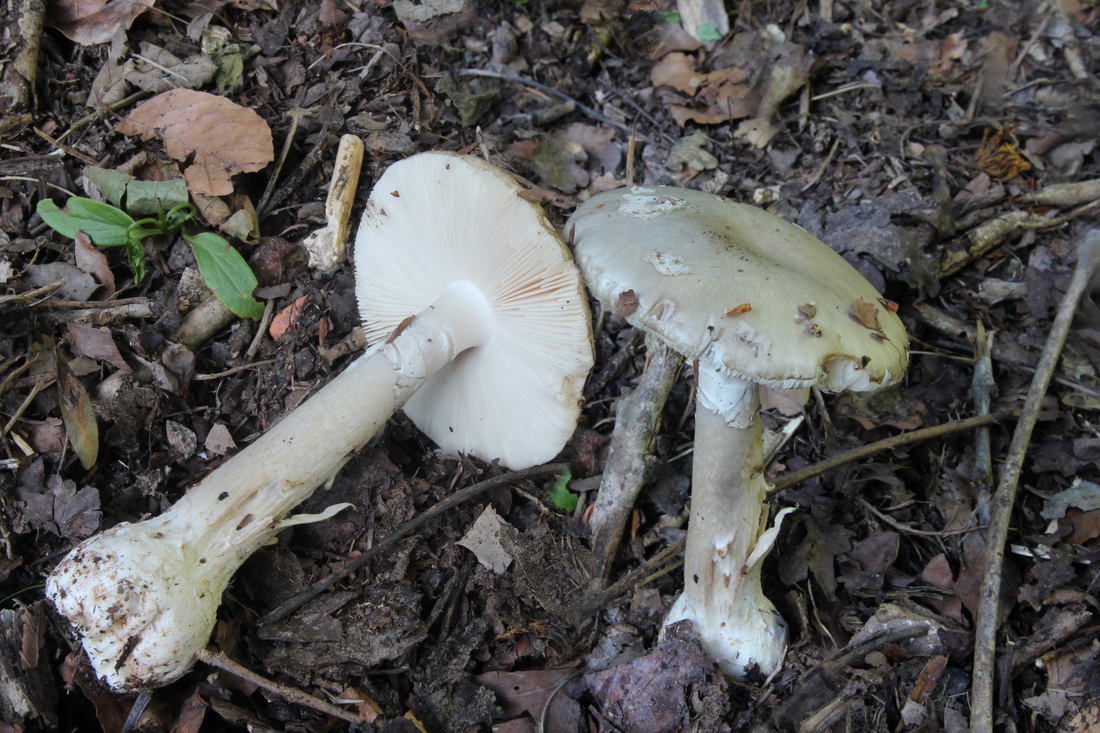 Amanita porphyria