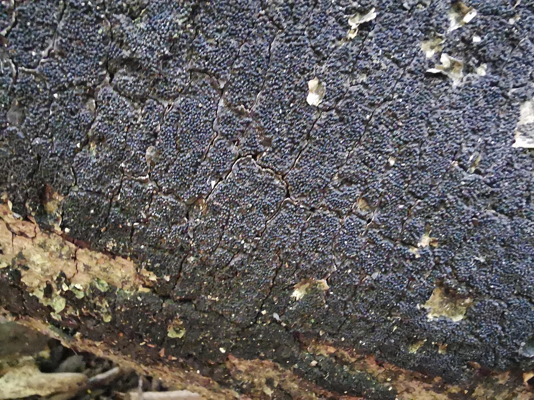 Eutypa spinosa