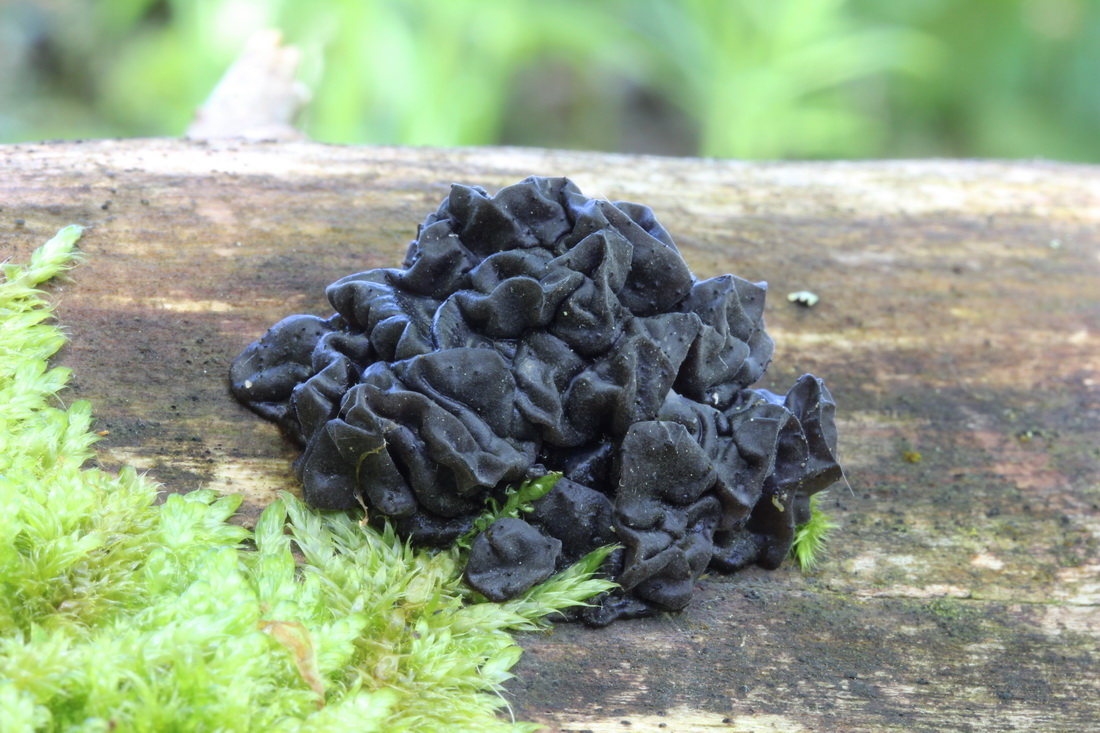 Exidia glandulosa