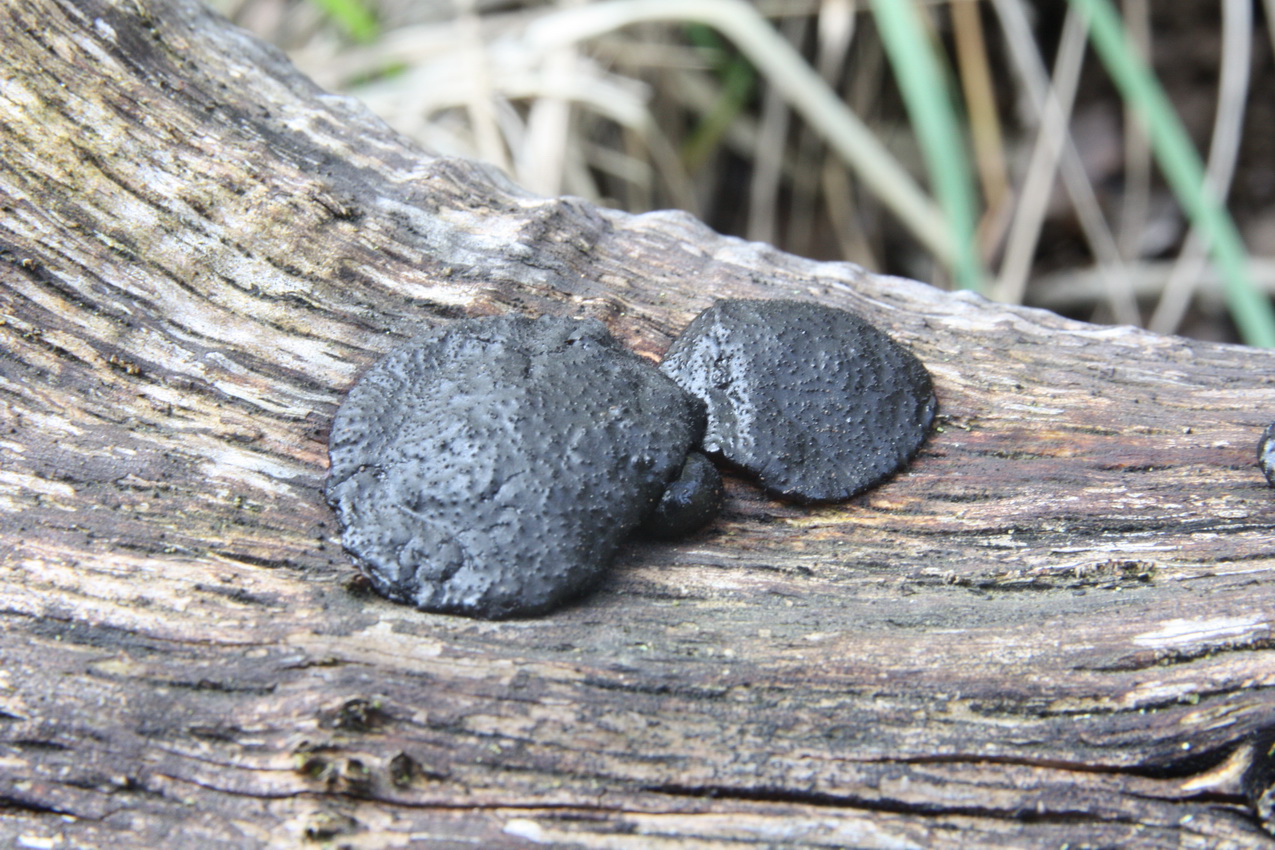 Exidia truncata f_truncata