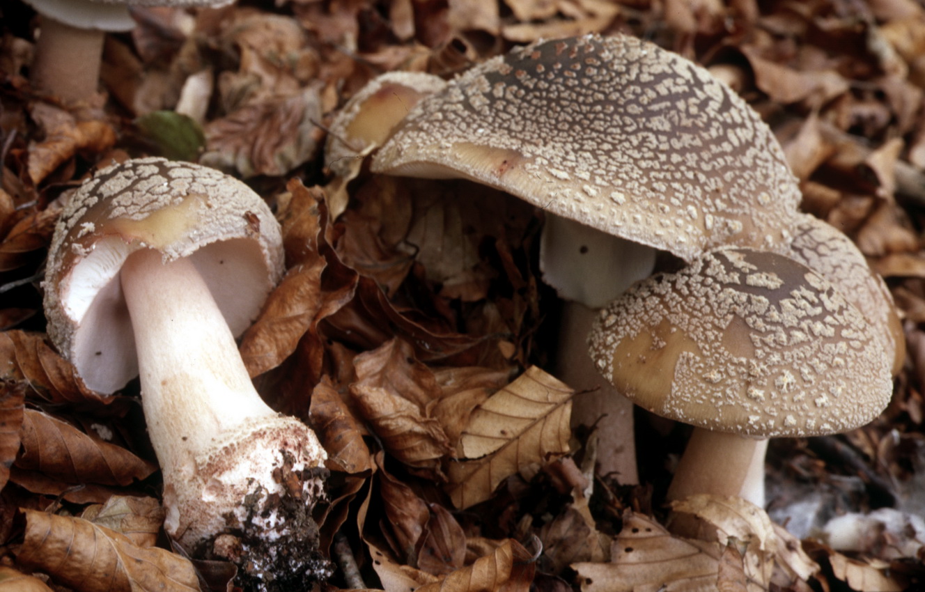 Amanita rubescens