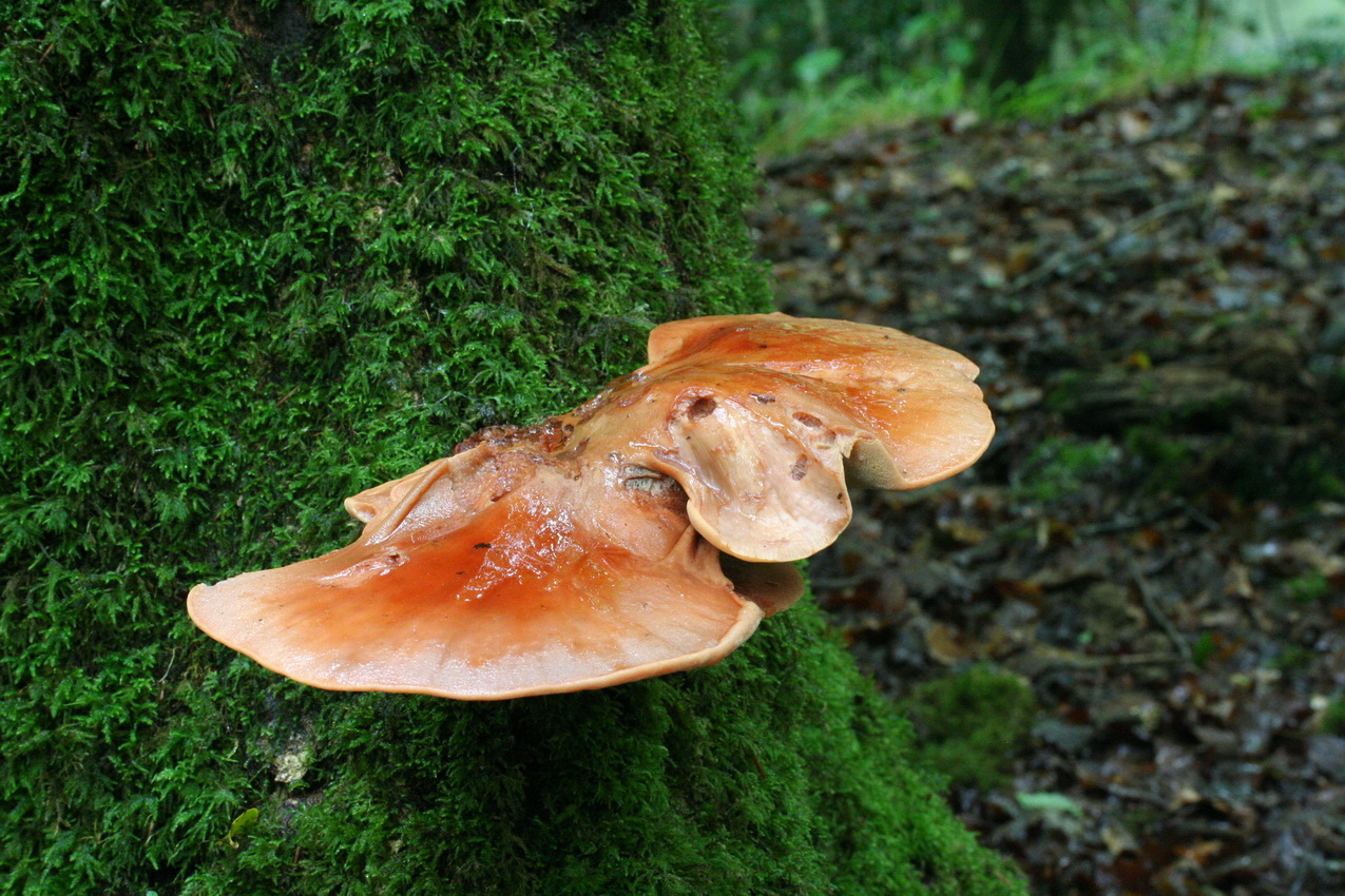 Fistulina hepatica